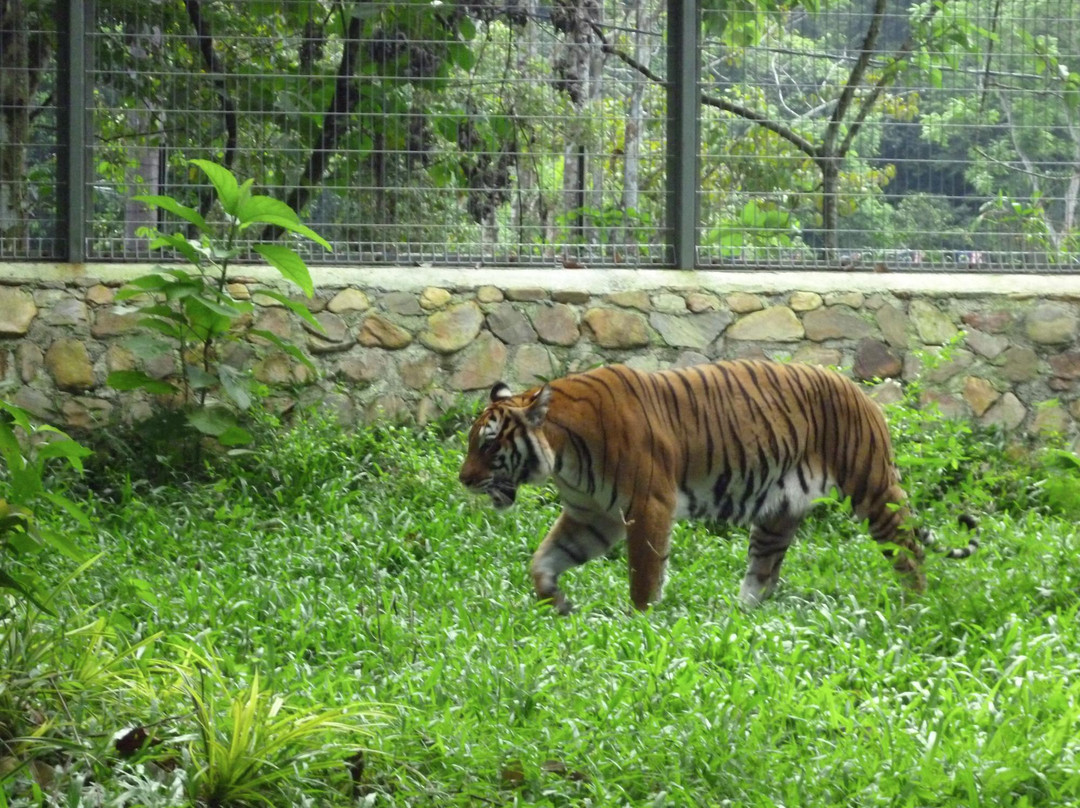 Tiger! Tiger! Gallery & Exhibit景点图片