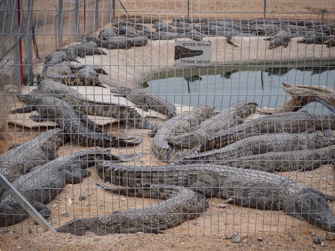 Ein Tamar旅游景点-Crocoloco Crocodile Farm