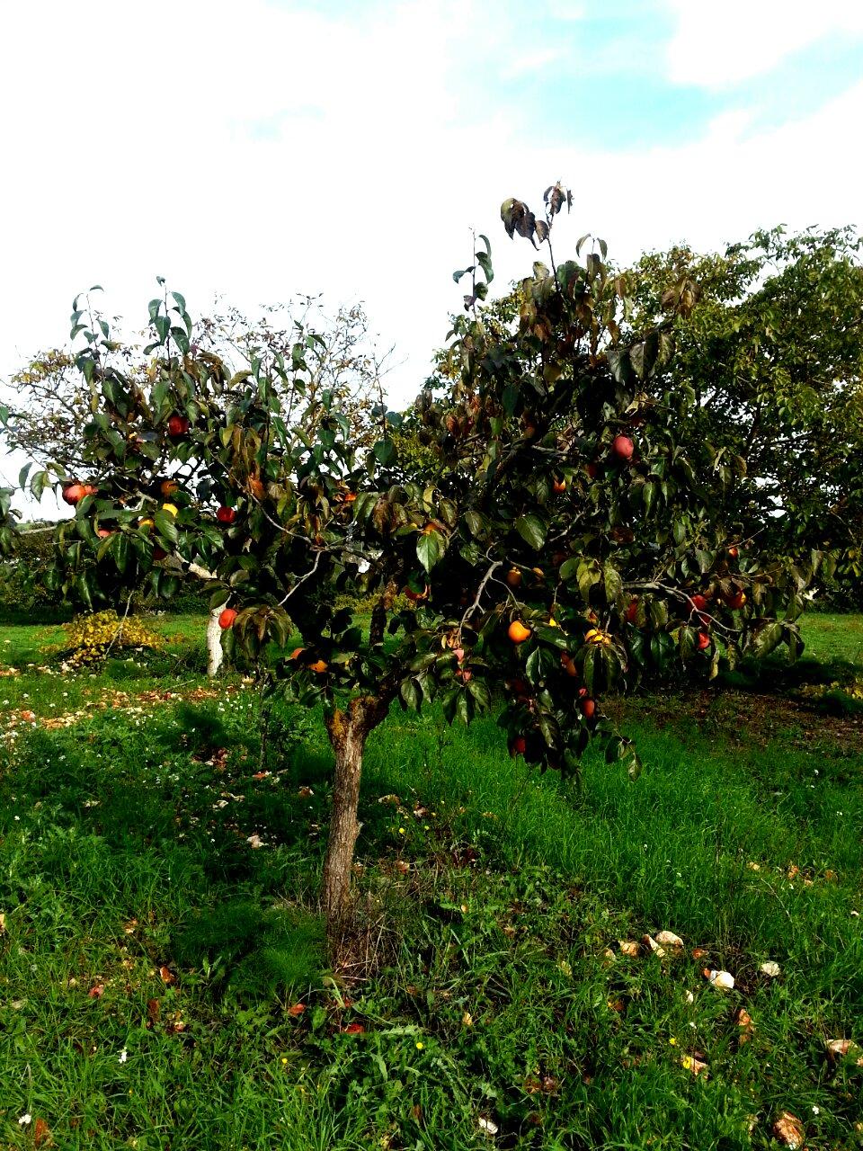 Il Trullo Veltrico-官方