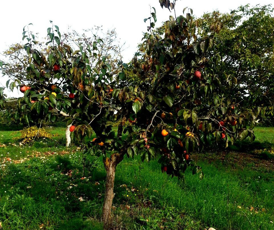 Il Trullo Veltrico主图