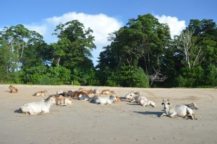 Little Andaman Island景点图片