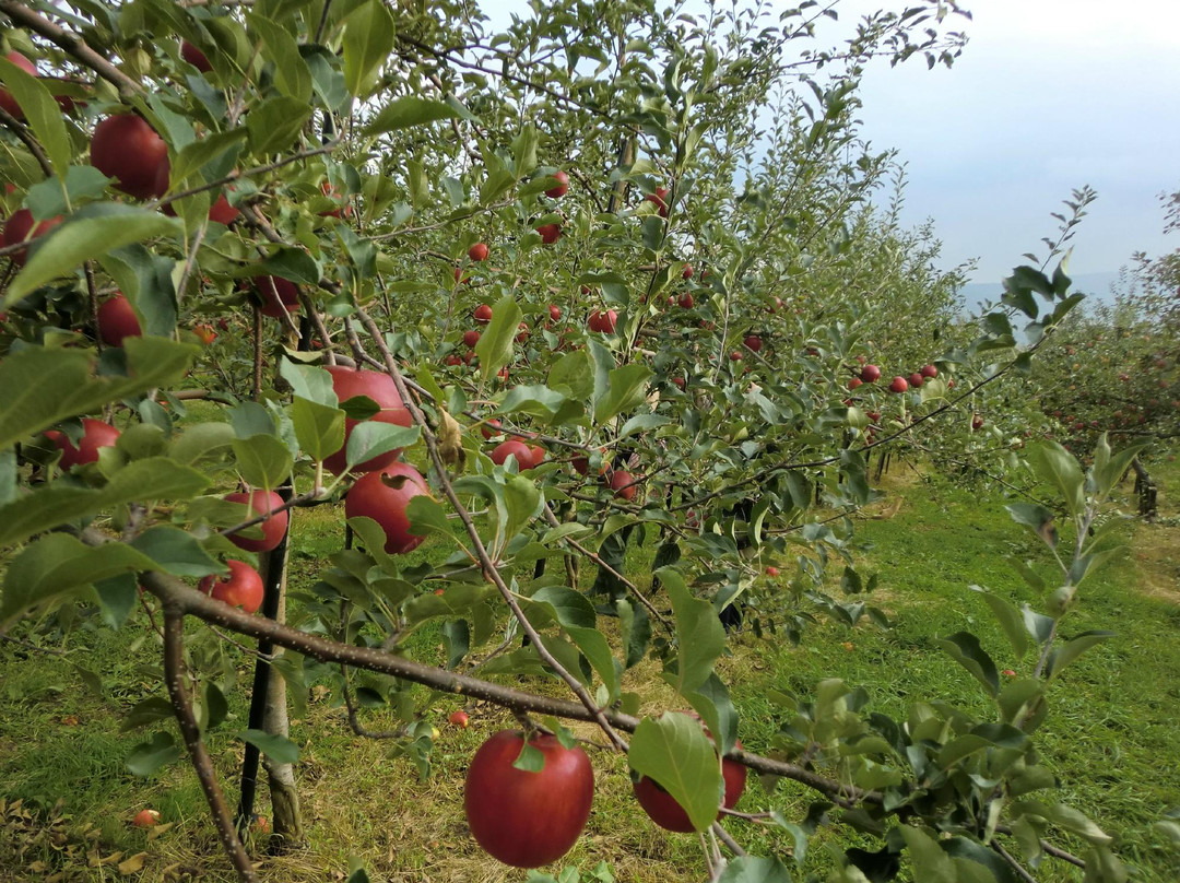Miharashi Ogihara Fruit Garden-深川市必去景点