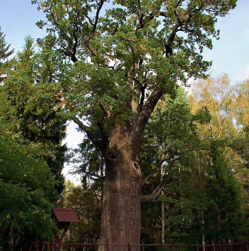 Chrobry Oak (Dab Chrobry)景点图片