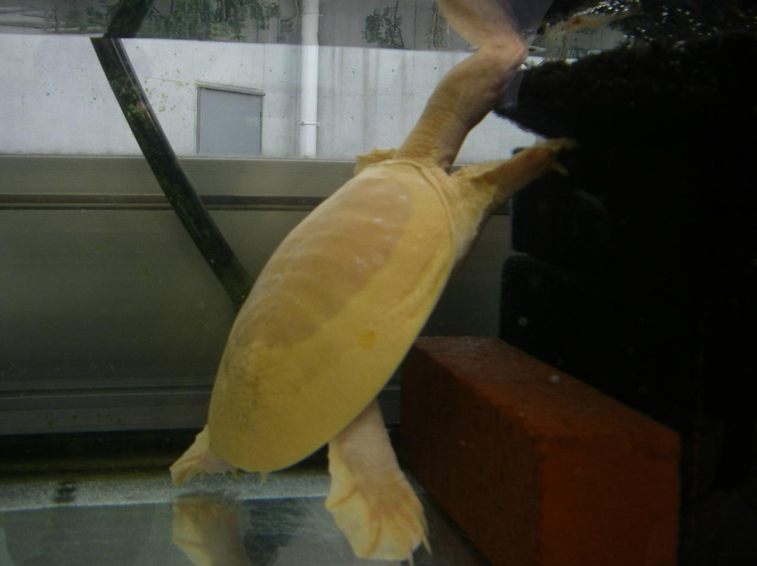 Shinjiko Nature Museum Gobius-出云市必去景点