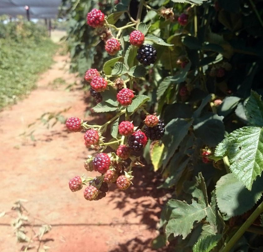 Bon-Af Berry Farm-Parys必去景点