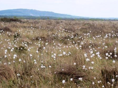 The Bog of Allen Nature Centre-基尔代尔必去景点
