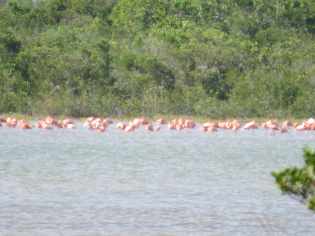 Flamingo Pond-Anegada必去景点