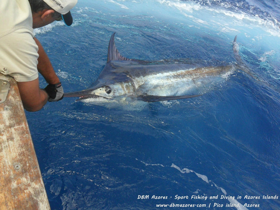 DBM Azores - Sport Fishing Charters-Sao Roque do Pico必去景点