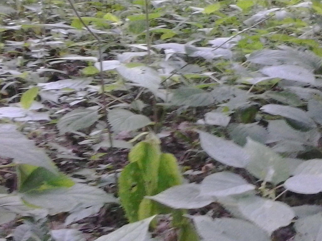 Turkey Run State Park-Marshall必去景点