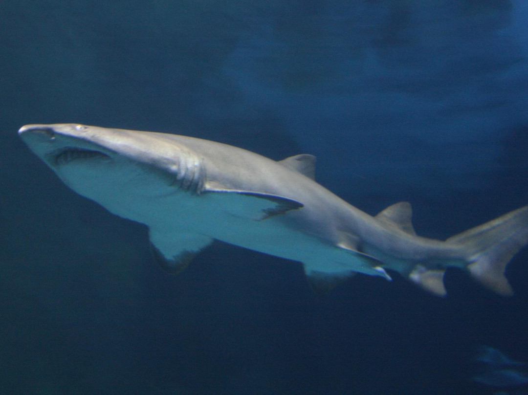 Shark Reef Aquarium-拉斯维加斯必去景点