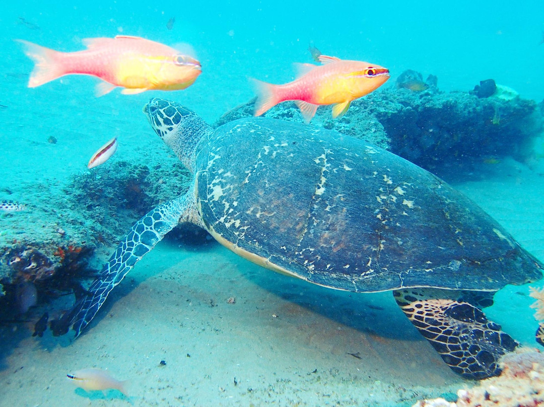 Simply Scuba Dive Charters-Ponta do Ouro必去景点