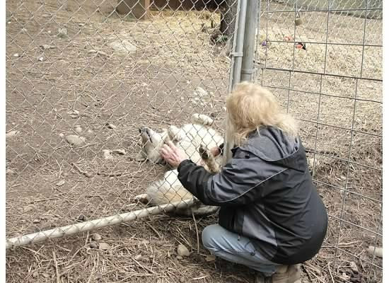 Wolf People-Cocolalla必去景点