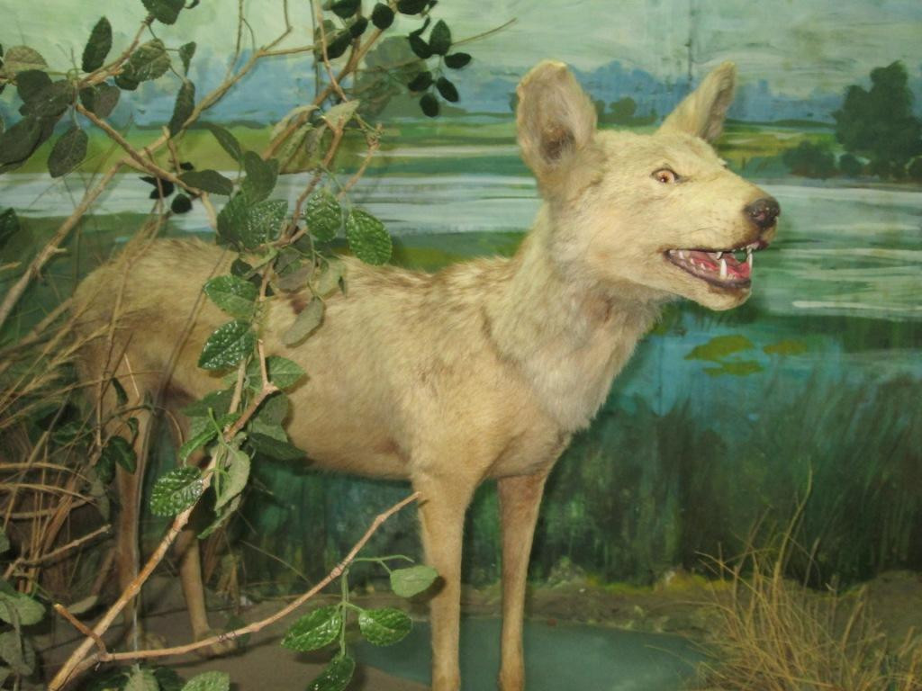 Regional Museum of Natural History景点图片