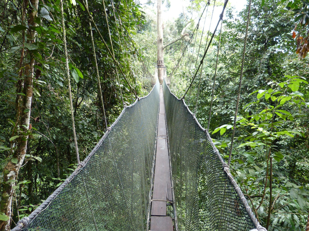 Poring Treetop Canopy Walk-亚庇必去景点