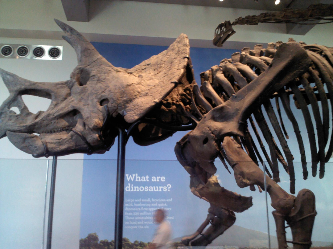 洛杉矶县自然历史博物馆-洛杉矶必去景点