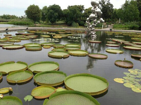 上海辰山植物园-上海市必去景点