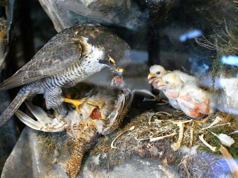 爱尔兰国家博物馆 - 自然史-都柏林必去景点