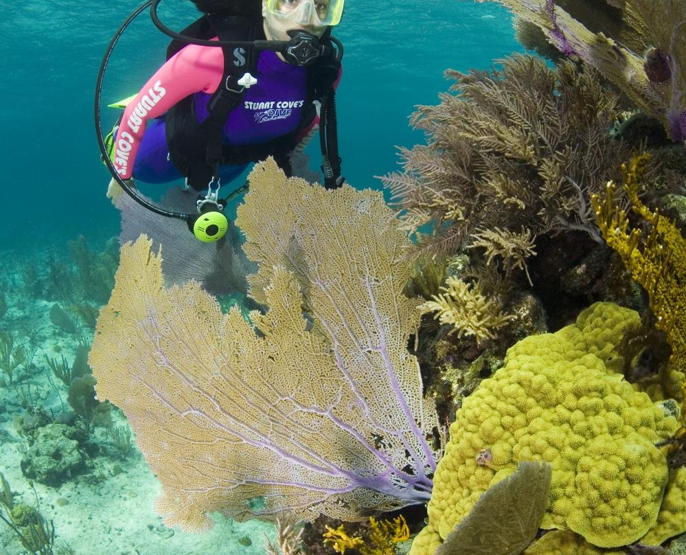 Stuart Cove's Dive Bahamas-新普罗维登斯岛必去景点