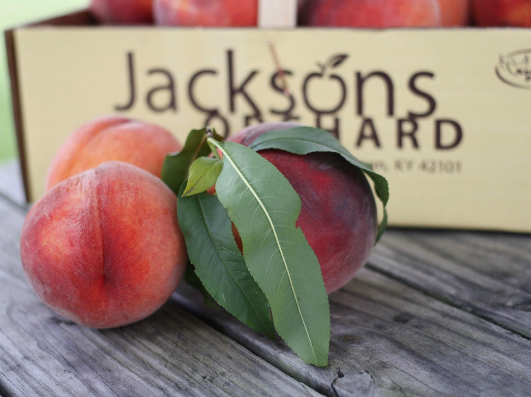 Jackson's Orchard & Nursery-鲍灵格林必去景点