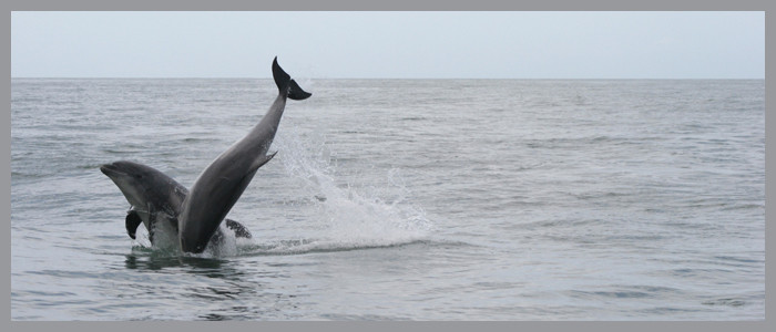 Dolphin Tours RIB Safari景点图片