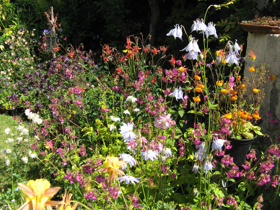 Touchwood Aquilegia Garden景点图片