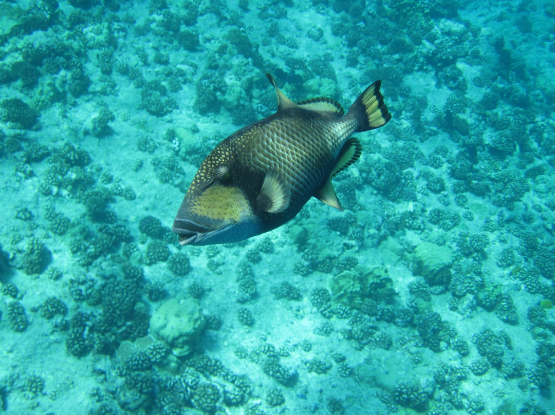 TOPDIVE Tikehau-提克豪环礁必去景点