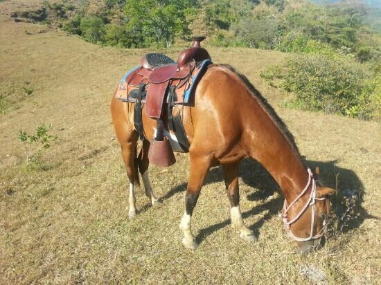 Franklin's Horseback Riding景点图片