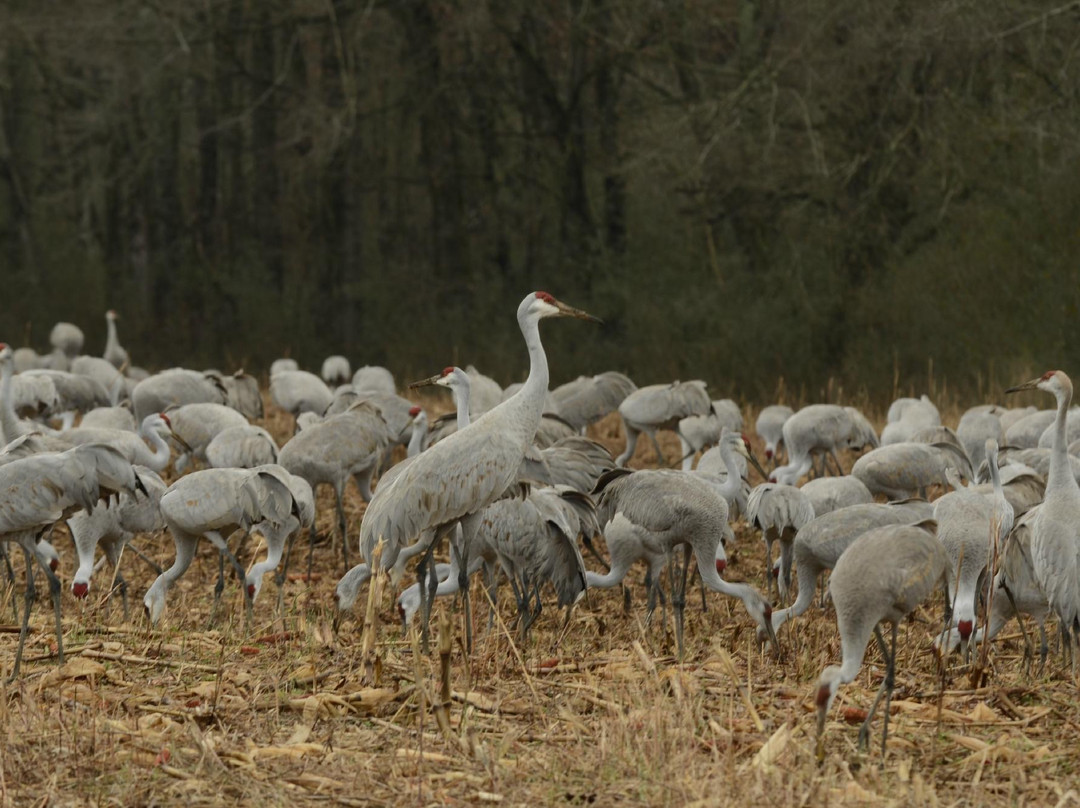 Hiwassee Wildlife Refuge-Birchwood必去景点