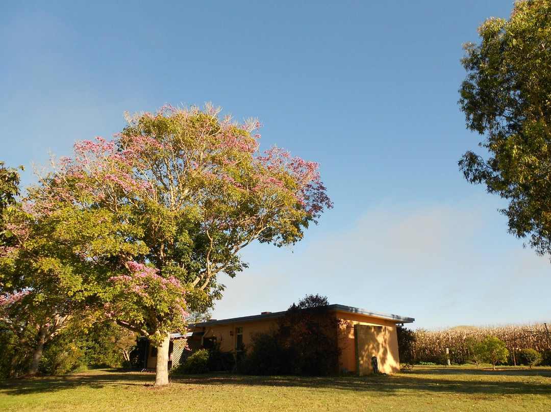 Gumtree on Gillies Bed and Breakfast主图