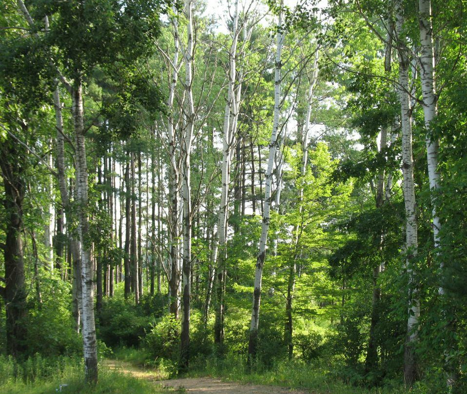 Pioneer Motor Inn主图