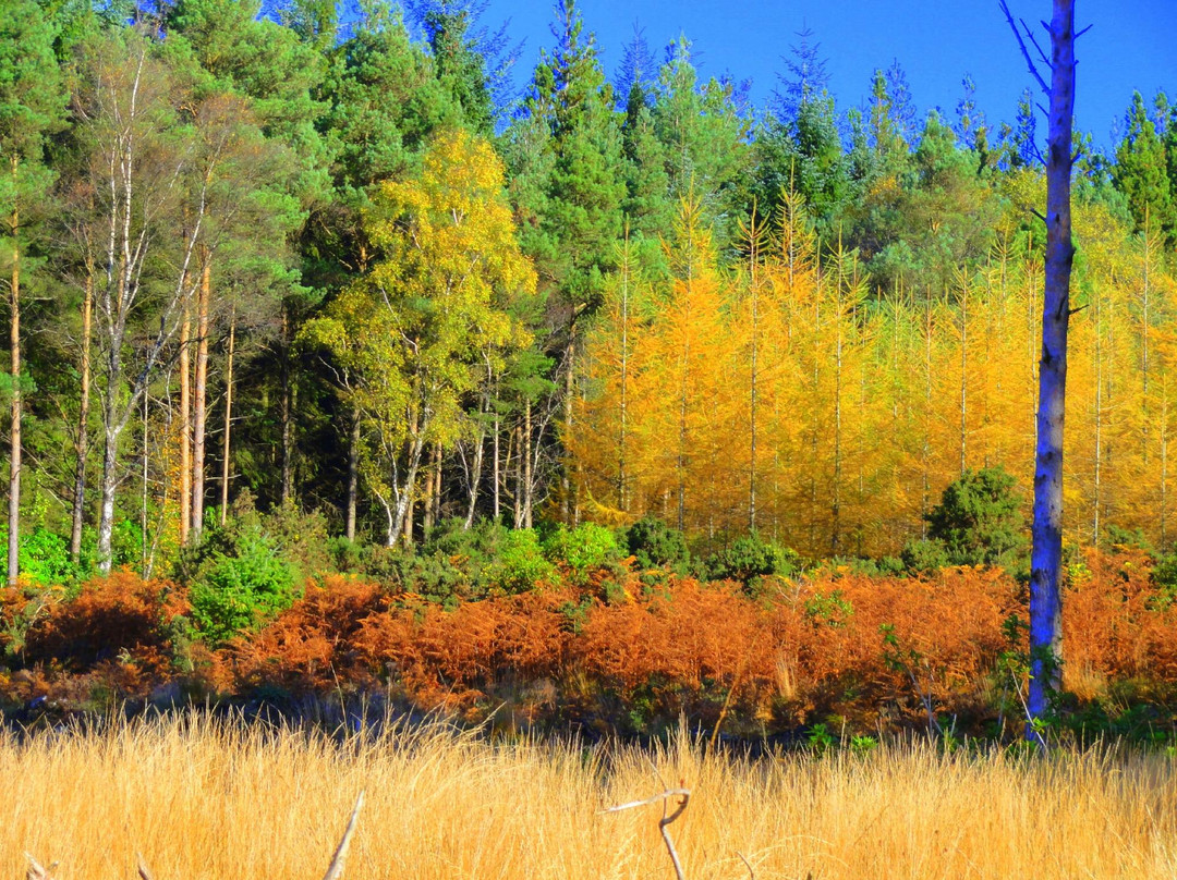 Glengarra Woods景点图片