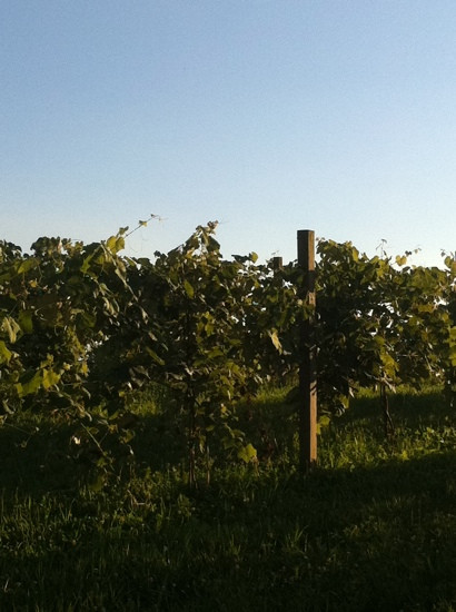 Blue Heron Vineyard & Winery-Cannelton必去景点