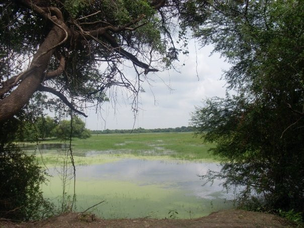 Balsamand Lake景点图片