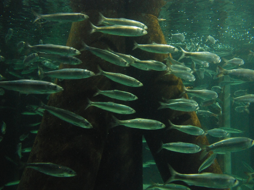 Aquarium GEOMAR-基尔必去景点