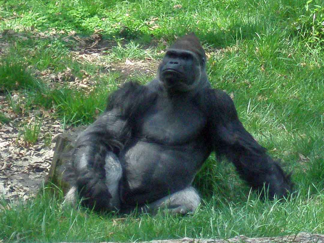 Zoo Knoxville-诺克斯维尔必去景点