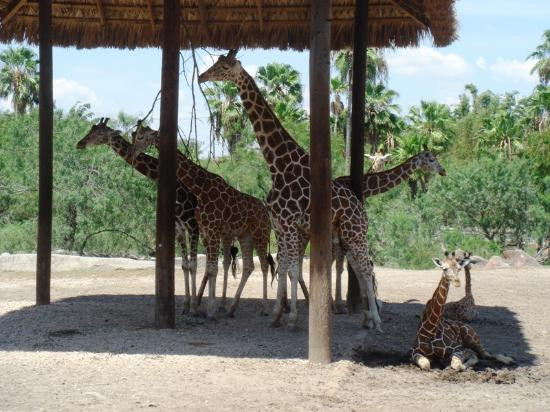 Gladys Porter Zoo-布朗斯维尔必去景点