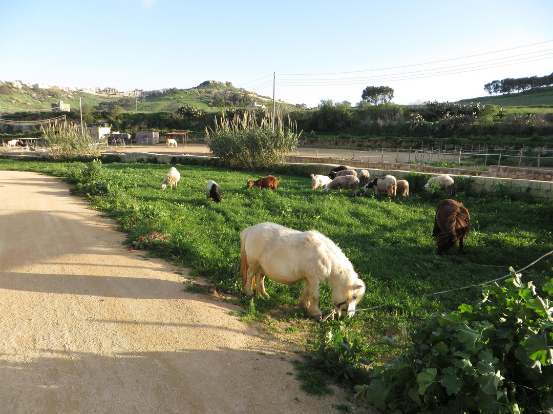 Victor's Horse & Carriage-Xaghra必去景点