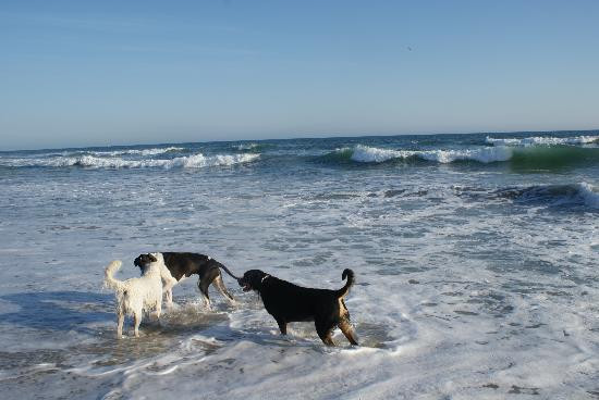 Huntington Dog Beach-亨廷顿海滩必去景点