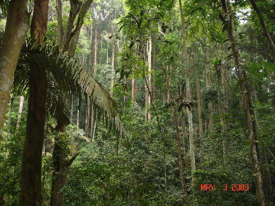 FRIM -Forest Research Institute of Malaysia-八打灵再也必去景点