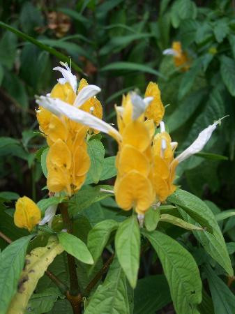 Andromeda Botanic Gardens-Bathsheba必去景点