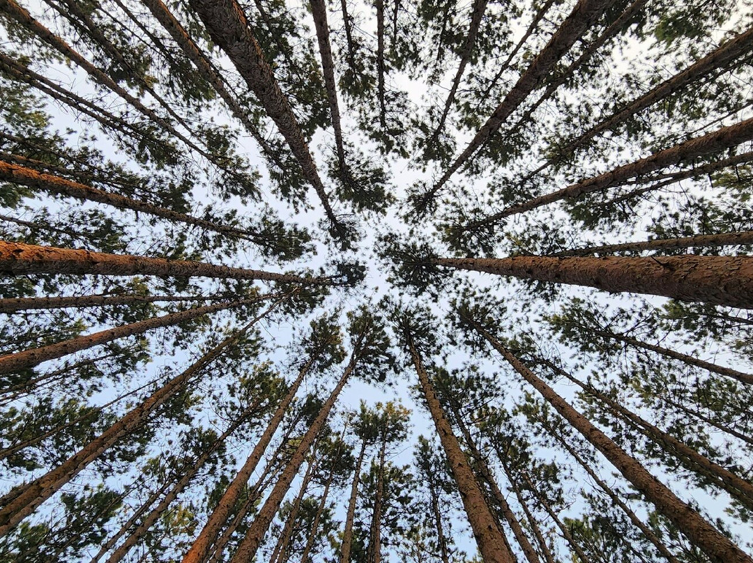 Oak Openings Preserve Metropark-Swanton必去景点