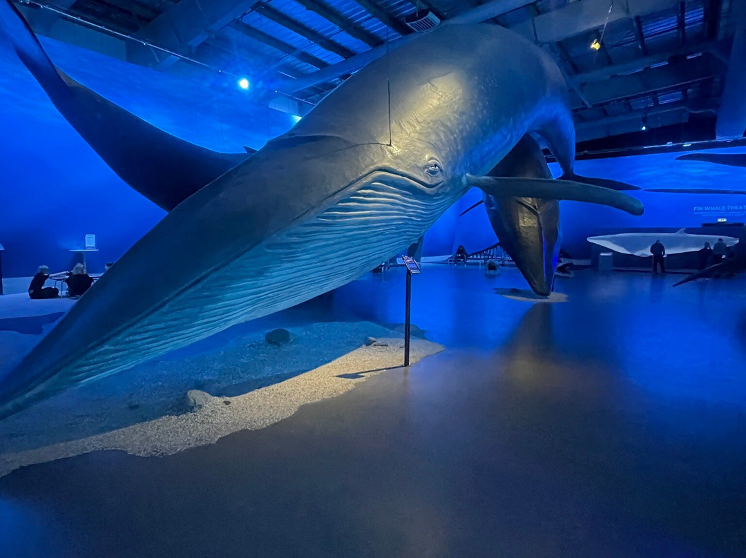 冰岛之鲸-雷克雅未克必去景点