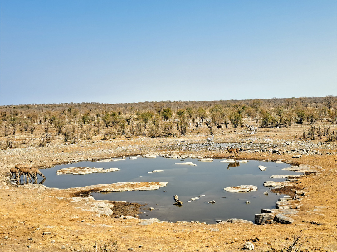 Moringa Waterhole-Halali必去景点
