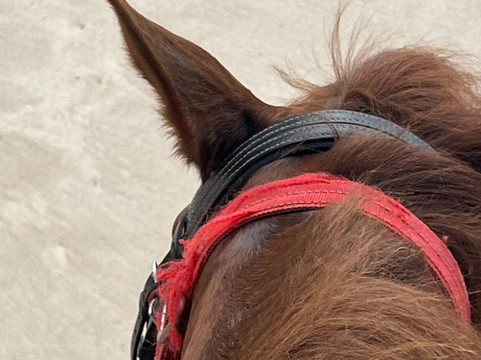 普吉国际马术俱乐部-呈塔累必去景点