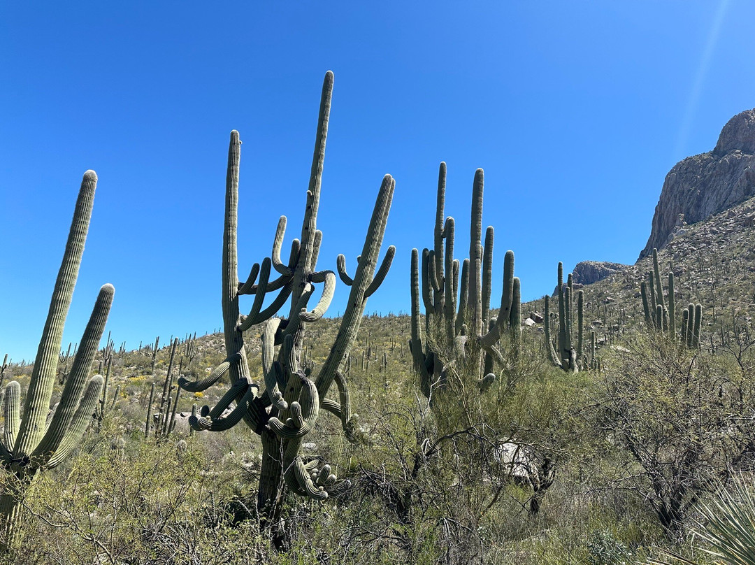 Linda Vista Trail-Oro Valley必去景点