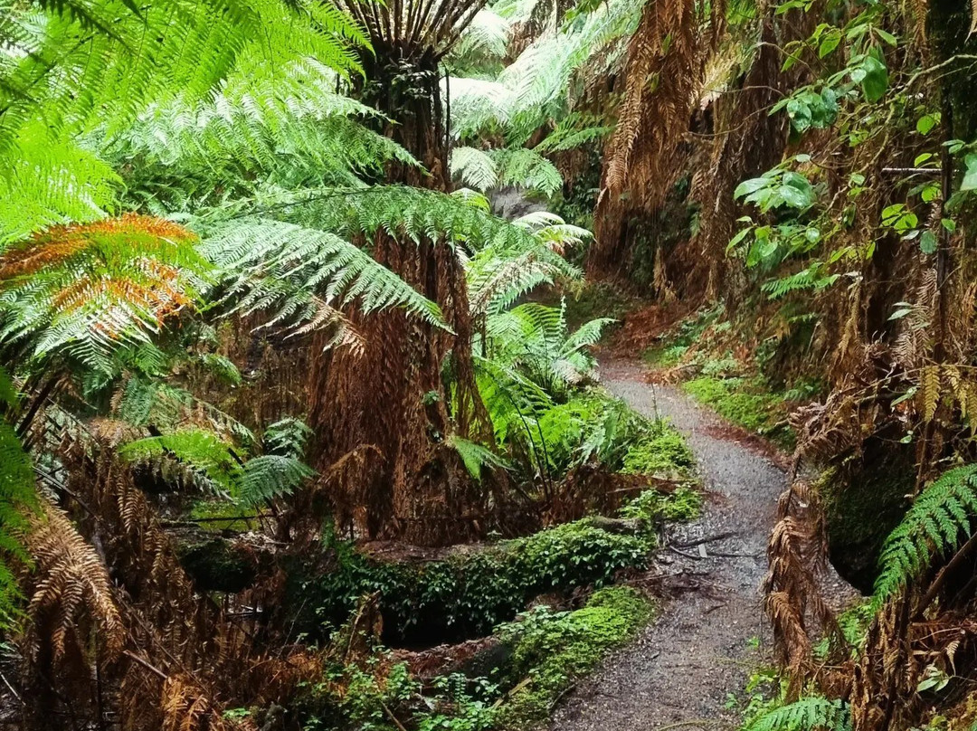 Tarra-Bulga National Park-Balook必去景点