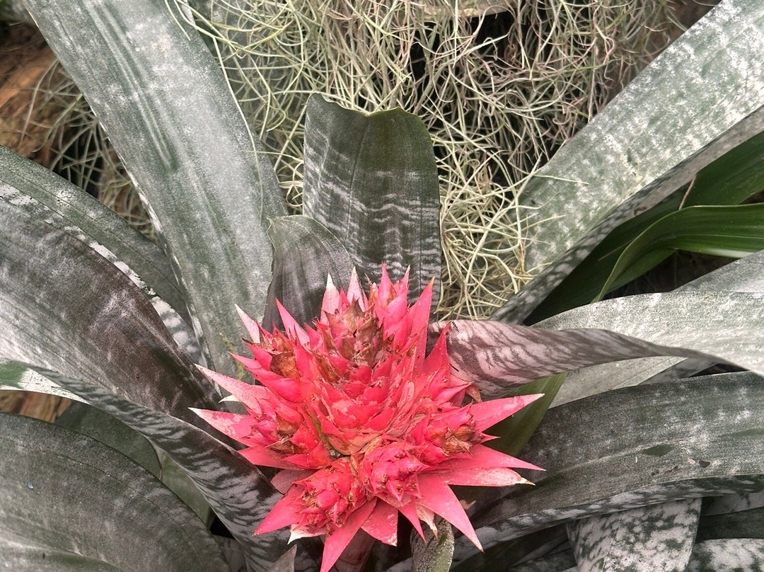 Jardín Botánico de Quito-基多必去景点