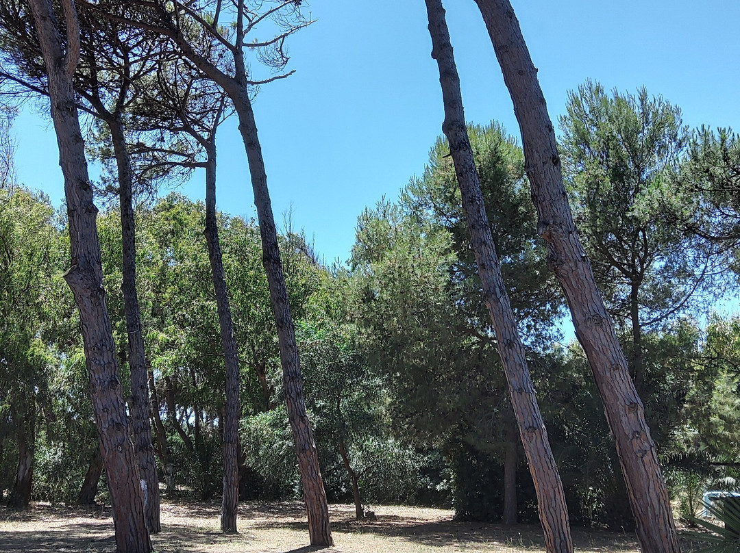 Cerullo's Paestum主图