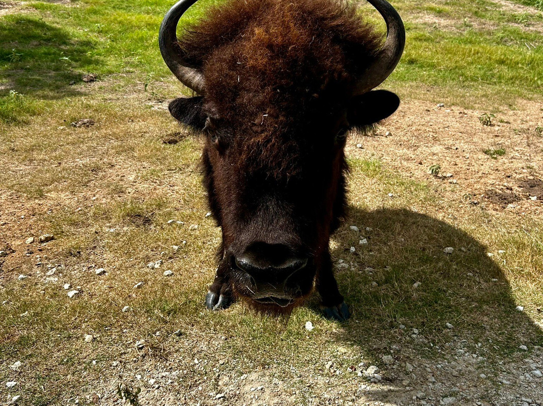 Aggieland Safari-布赖恩必去景点