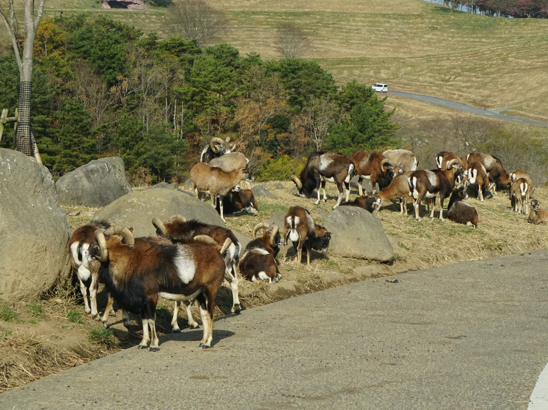 African Safari-宇佐市必去景点